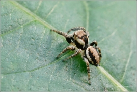 <p>SKÁKAVKA OBECNÁ (Evarcha falcata) --- /species of jumping spiders – Spinnenart aus der Familie der Springspinnen/</p>